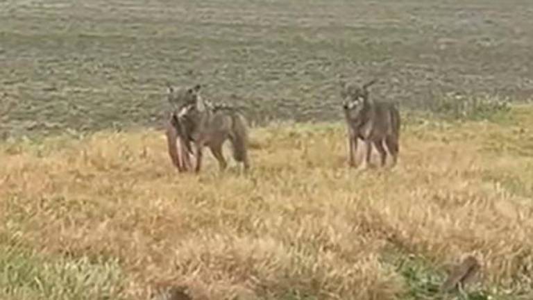 Aspiranti... lupi di mare: avvistati tra Cervia e Milano Marittima VIDEO