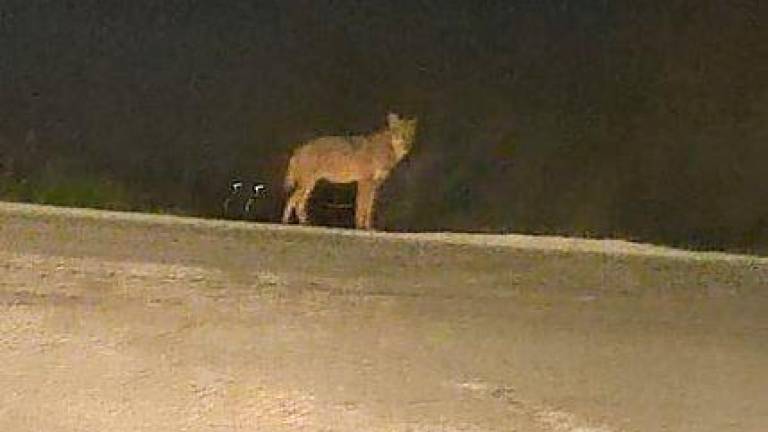 Un lupo avvistato nei giorni scorsi a Savignano