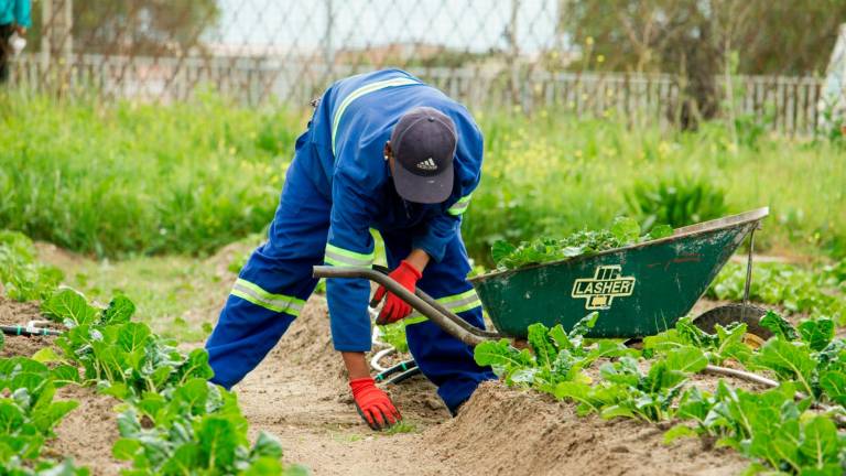 Imola, lavoro nero o senza attestati di formazione: multe per oltre 44mila euro a tre aziende agricole