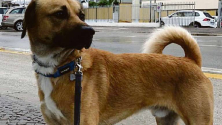 Cucciolone arrivato dalla Sicilia, Thunder cerca una famiglia