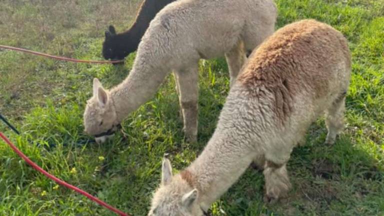 Rimini. Branco di lupi sbrana alpaca