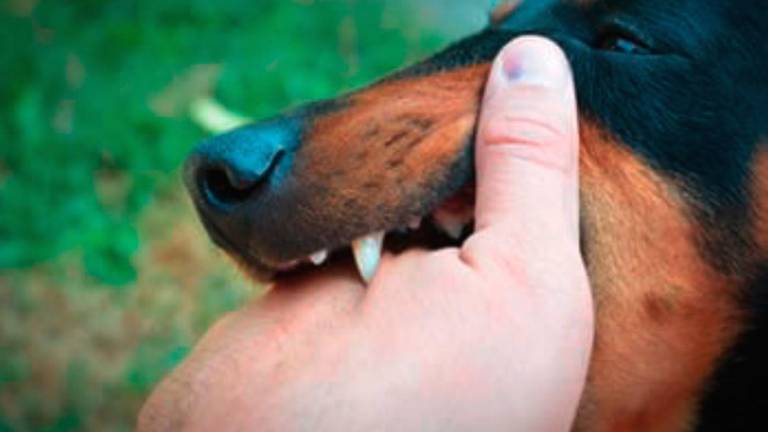 Forlì. Nell’ultimo anno 156 persone sono state morse da un cane in provincia