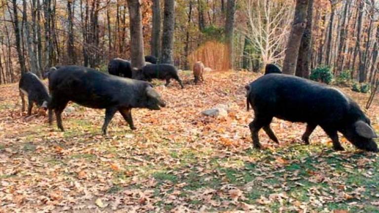 Alcuni esemplari di mora romagnola nelle colline del Faentino