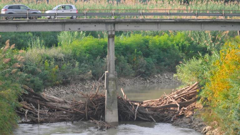 Cervia, catasta di tronchi sul fiume Savio: la situazione preoccupa i residenti di Castiglione