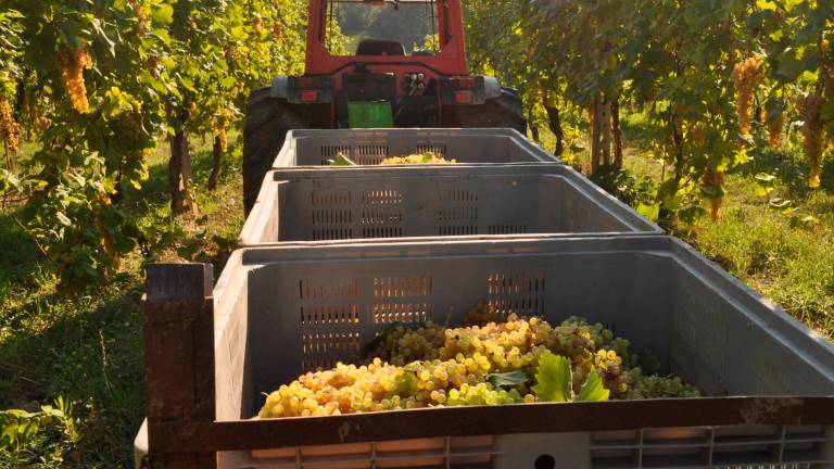 Imola, vendemmia partita alla vigilia di Ferragosto in anticipo di una decina di giorni