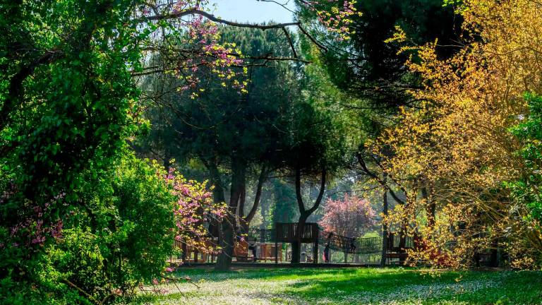 Riccione investe 220mila euro per potenziare il patrimonio arboreo