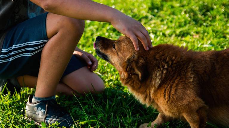 Tra code tirate e ‘cavalcate’ “gli animali non sono giocattoli”