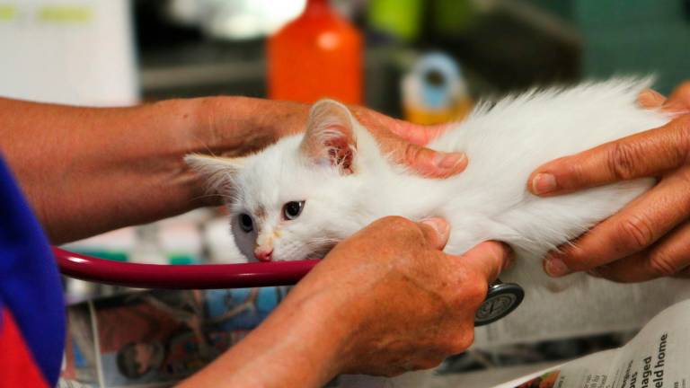 Quasi 4 famiglie su in Italia hanno animali da compagnia in casa