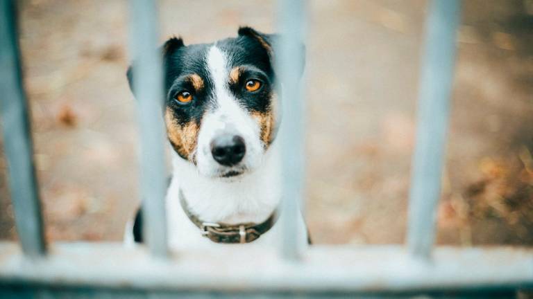 “Non sai accudire un cane? Allora non comprarlo”: Lndc scende in campo dopo il triste episodio di Riccione