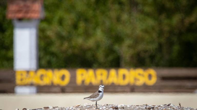 Fratino, la denuncia: “Stagione disastrosa nella riviera romagnola”