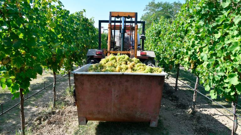 Ravenna, vendemmia 8 ore e gli tolgono un anno di pensione. Il ricorso va alla Corte Costituzionale