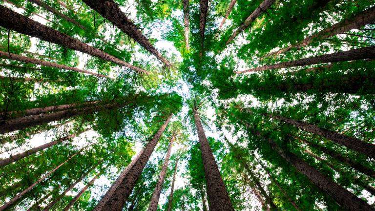 In arrivo 8mila nuovi alberi lungo l’autostrada A14 tra Rimini Nord e Cattolica