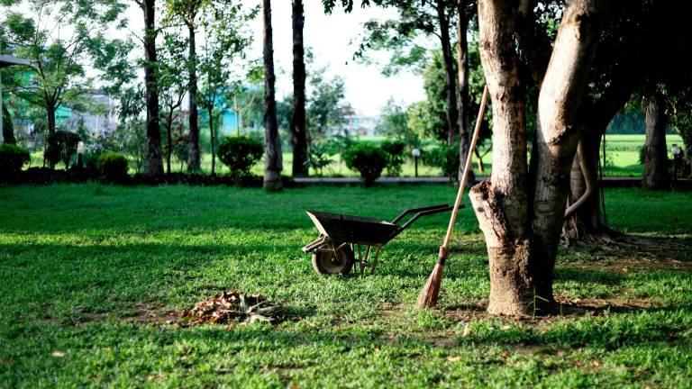 Coriano, alberi e arbusti gratis per i giardini privati, ecco come prenotarli