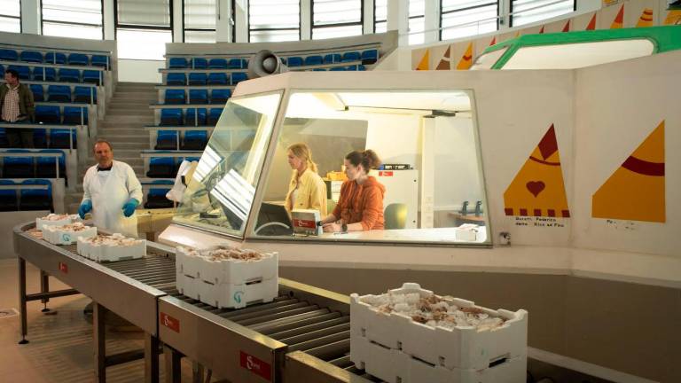 Le due astatrici nella cabina del mercato ittico di Cesenatico