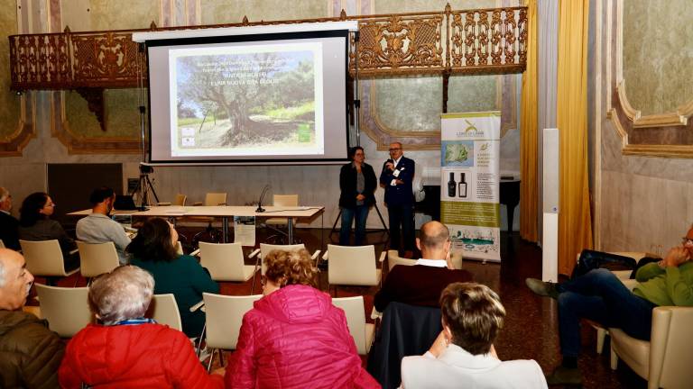 Imola, Slow Food al Baccanale racconta in tavola le storie dell’olivo fra Imola, Parma e l’isola di Capri GALLERY