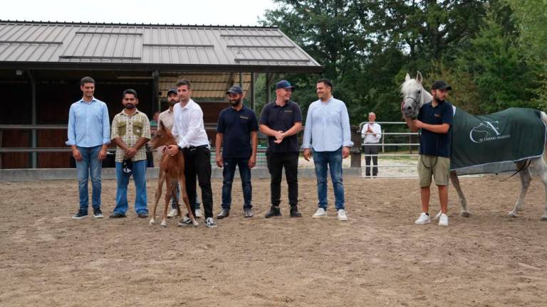 Cavalli con lo staff nella scuderia “Elegantica Training Center”