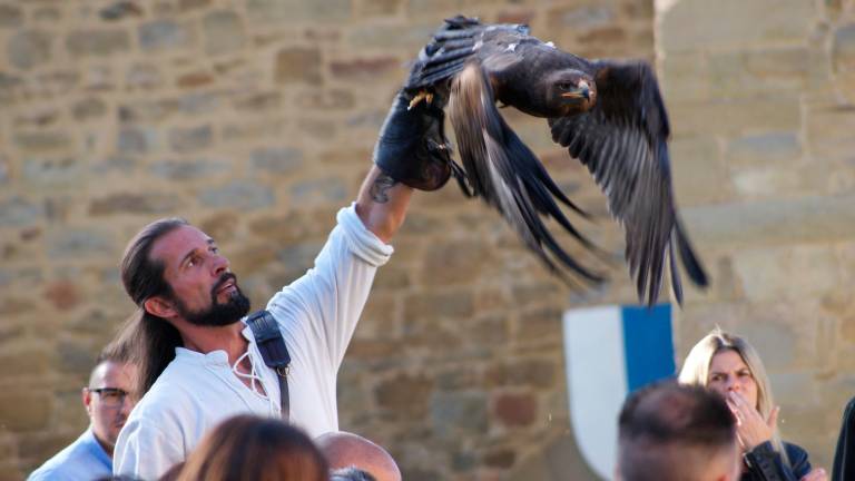 L’arte della falconeria: la storia di Freddy Bazzocchi