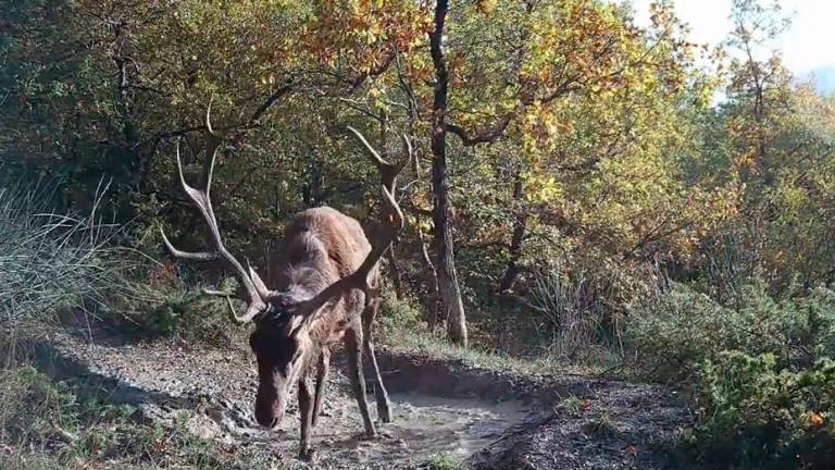 Una pozza come una piscina: il bagno del cervo nel parco delle foreste casentinesi VIDEO