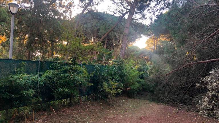 Stradello a Marina di Ravenna ieri mattina, con un pino rovinato al suolo a causa delle forti raffiche di vento di sabato