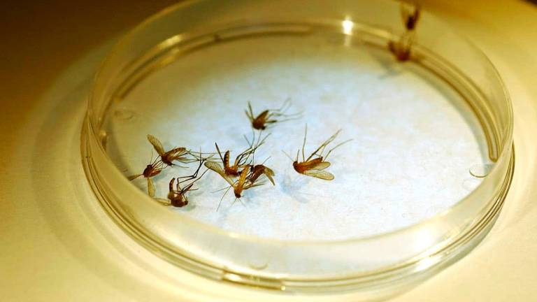 West Nile, progetto di Unibo per combattere un virus che ora fa paura