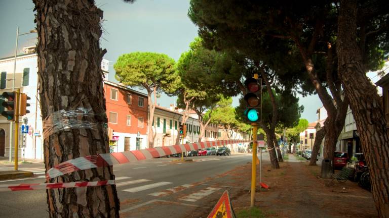 Ravenna, pini in via Maggiore: via all’abbattimento tra le proteste di alcuni cittadini - Gallery