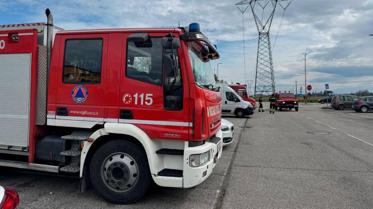 Toro da monta in fuga nelle campagne di Cesena, travolto e ucciso VIDEO