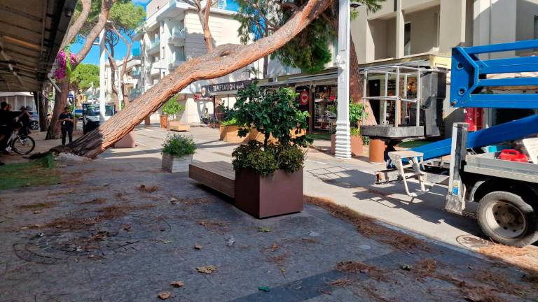 Riccione, vento forte: crolla un pioppo in un box del canile, cade un pino in viale Dante - Gallery