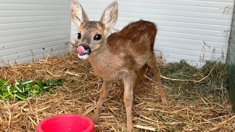 Dal piccolo tasso al cucciolo di istrice: una lunga storia di animali salvati per il Cras Rimini - Gallery