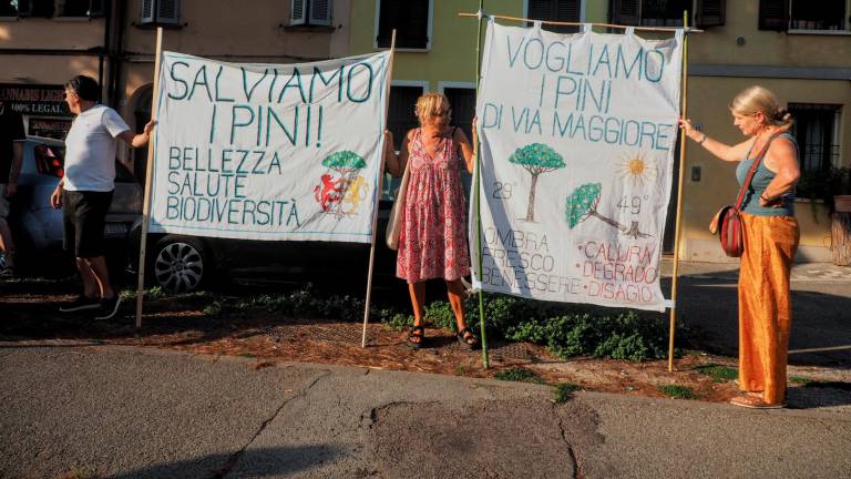 Una folla in difesa dei pini di via Maggiore, Ancisi propone una delibera per salvarne una parte