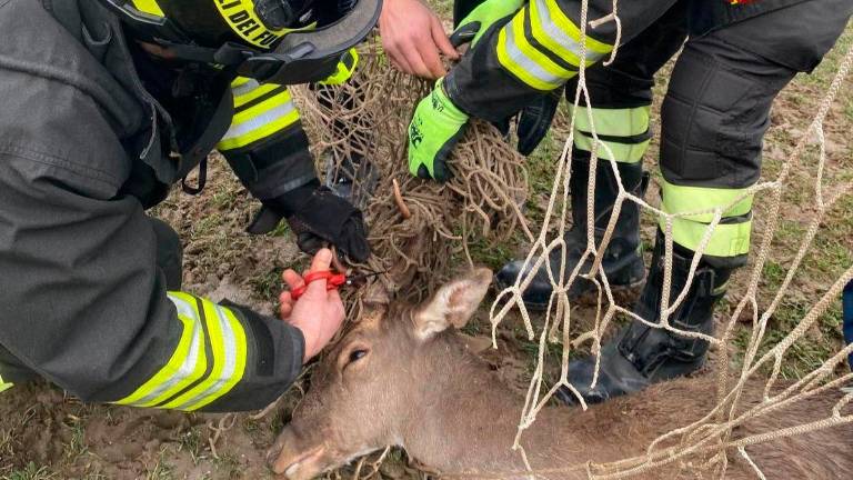 Il daino si intrappola nella rete del campo da calcio: liberato dai Vigili del Fuoco a Bagno di Romagna