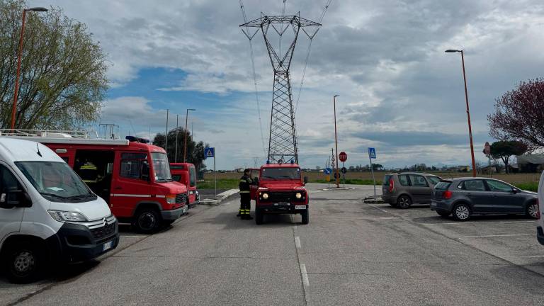 Toro da monta in fuga nelle campagne di Cesena, travolto e ucciso VIDEO