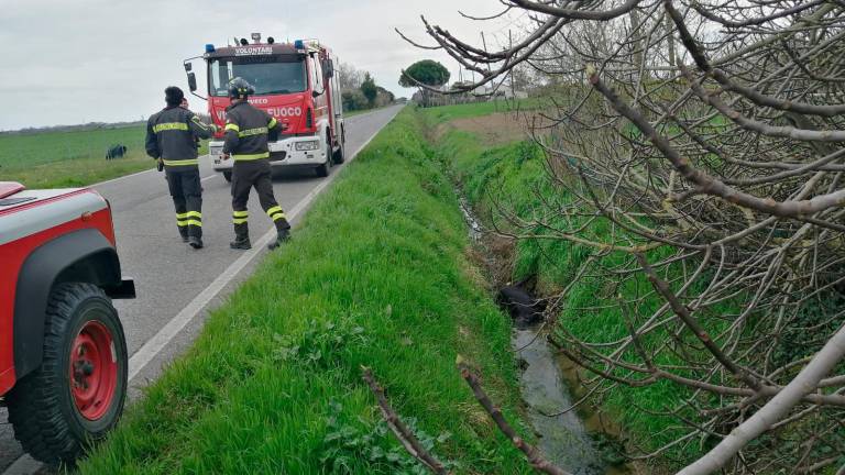 Toro da monta in fuga nelle campagne di Cesena, travolto e ucciso VIDEO