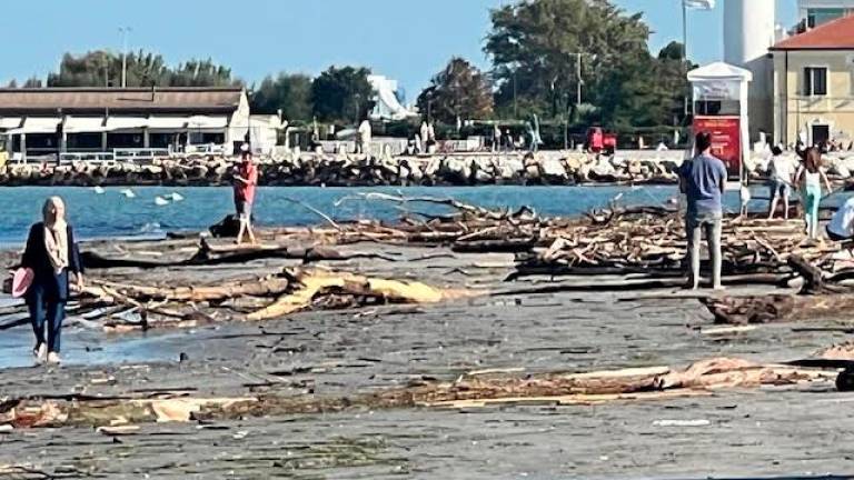 Cesenatico, mare pieno di alberi come una foresta: pericolo per pescherecci e vivai di cozze