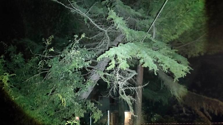 Cesena, albero pericolante a San Martino in fiume: la zona messa in sicurezza