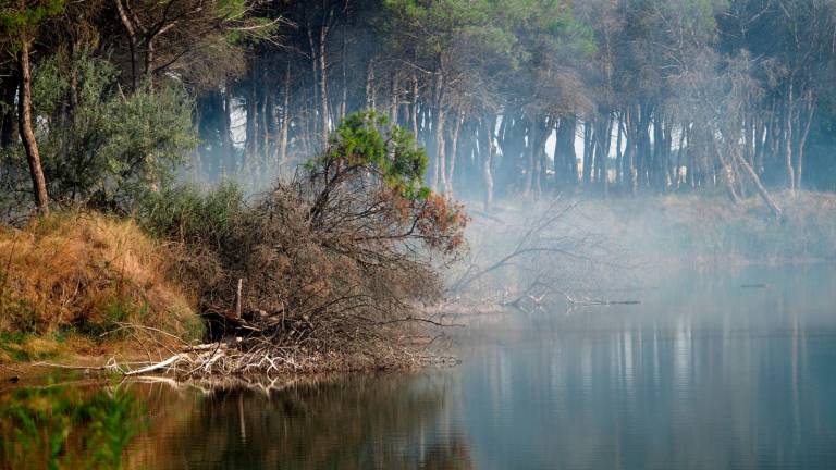 Ravenna, incendio in pineta tra Porto Fuori e Lido Adriano: Vigili del Fuoco in azione e lanci d’acqua dall’elicottero - VIDEO GALLERY