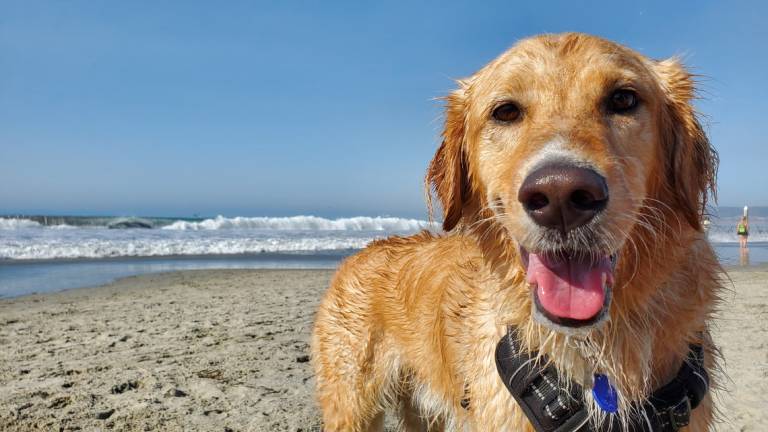 In spiaggia con il cane? Ripassiamo un po' di regole