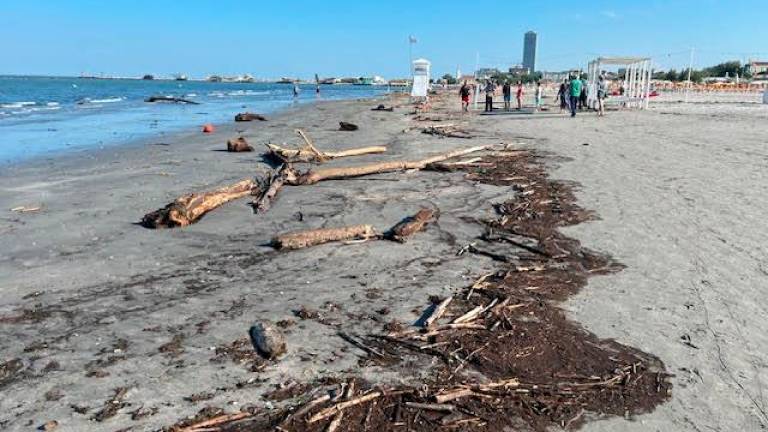 Cesenatico, mare pieno di alberi come una foresta: pericolo per pescherecci e vivai di cozze