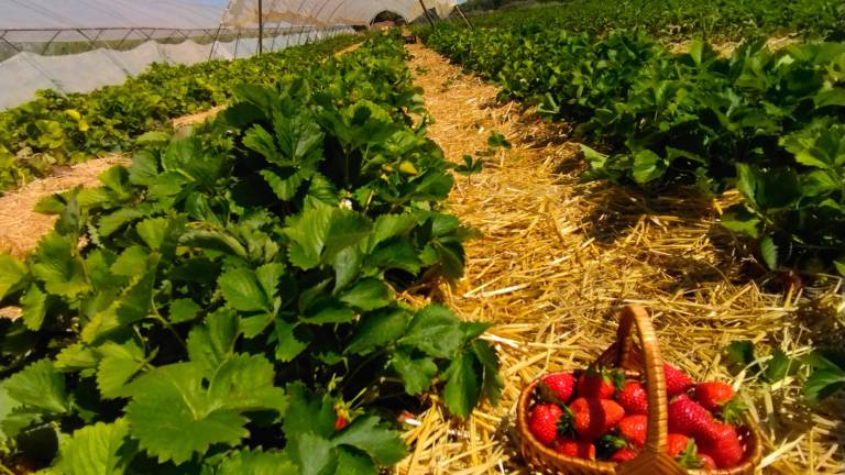 Fragole, orto e fiori laboratorio Ca’ Masarot