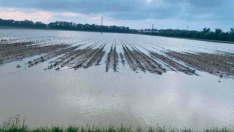 Alluvione in Romagna, compromessi i terreni di olive, noci e kiwi