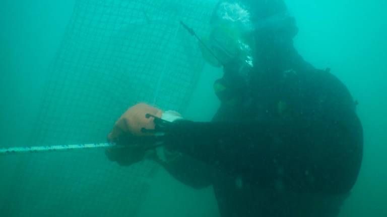 Ostrica piatta, da Riccione a Casteldimezzo in Adriatico si ricostruiscono i reef GALLERY