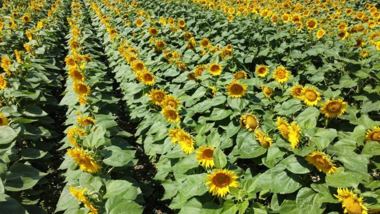 Alluvione e solidarietà: 16 lavoratori di Cab Ravenna assunti dalla Cooperativa Agricola Cesenate