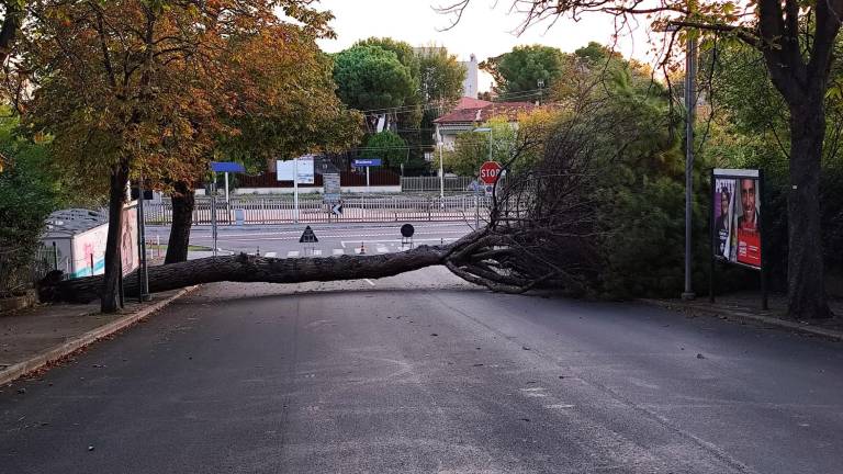 Riccione, cade un pino. L’assessore: «Patrimonio verde troppo a lungo trascurato»