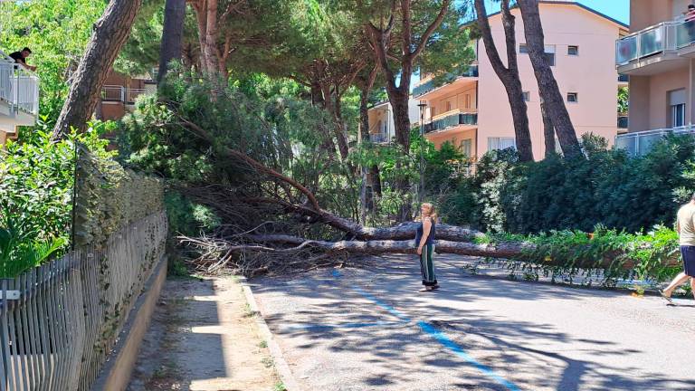 Pino crolla in mezzo a viale Italia a Tagliata