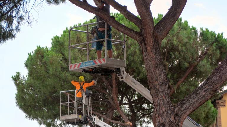 Ravenna, dopo il taglio dei pini parla l’agronomo: “Senza alberi strade più calde di 20 gradi”