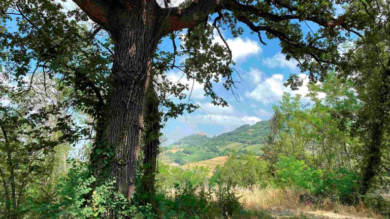 Bertinoro, una nuova area Sic di tutela, ospita specie botaniche rare per la Romagna