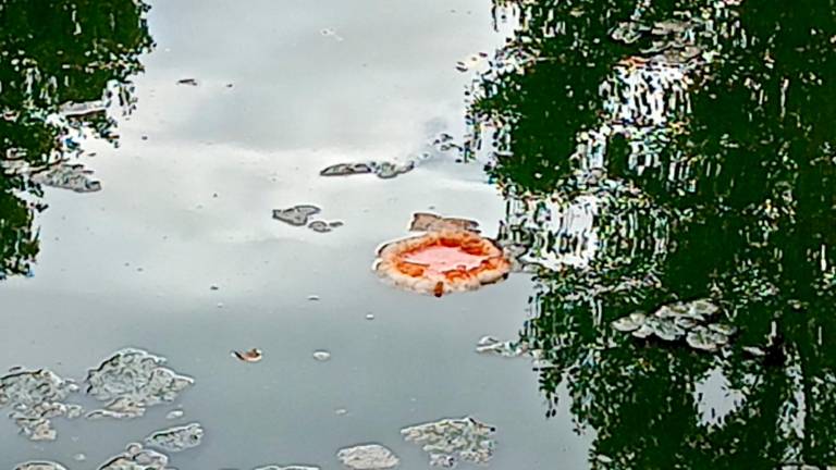 Riccione, “vietato dare da mangiare agli animali”: ma nel lago c’è chi lancia due pizze - Gallery