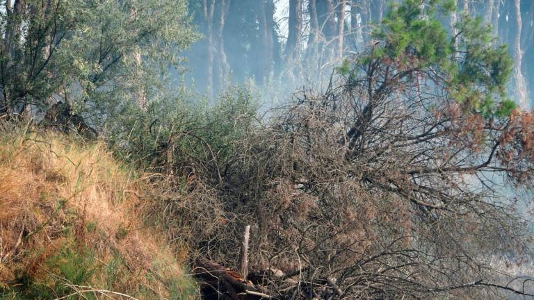 Ravenna, incendio in pineta tra Porto Fuori e Lido Adriano: Vigili del Fuoco in azione e lanci d’acqua dall’elicottero - VIDEO GALLERY