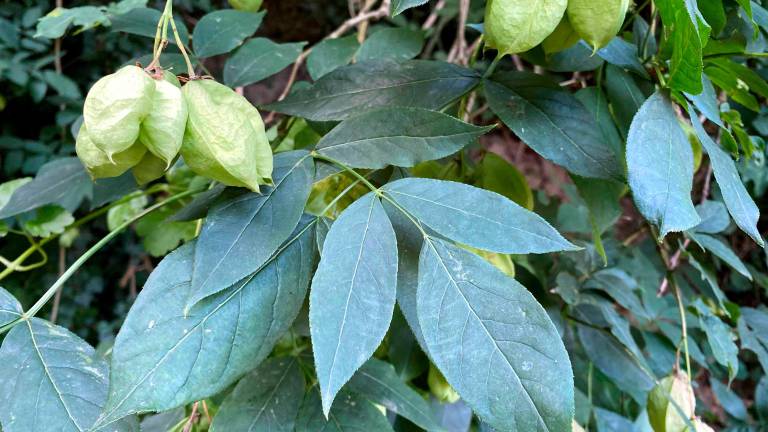 Bertinoro, una nuova area Sic di tutela, ospita specie botaniche rare per la Romagna