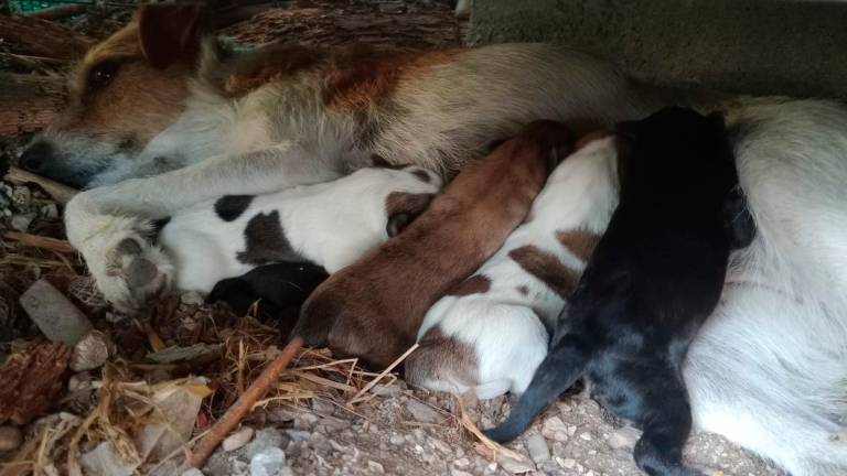 La cagnolina Mia con i suoi cuccioli