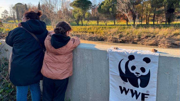 Alluvioni: protesta lungo gli argini del Savio a Cesena contro l’abbattimento degli alberi